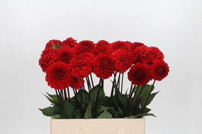 <h4>Dahlia Red Cap</h4>