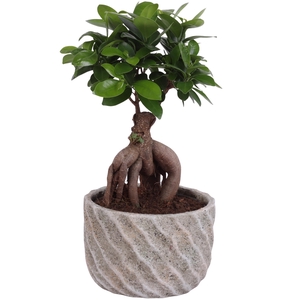 Ficus m. Ginseng Ball Shape Ø15cm in Ø17cm Ceramic NT668
