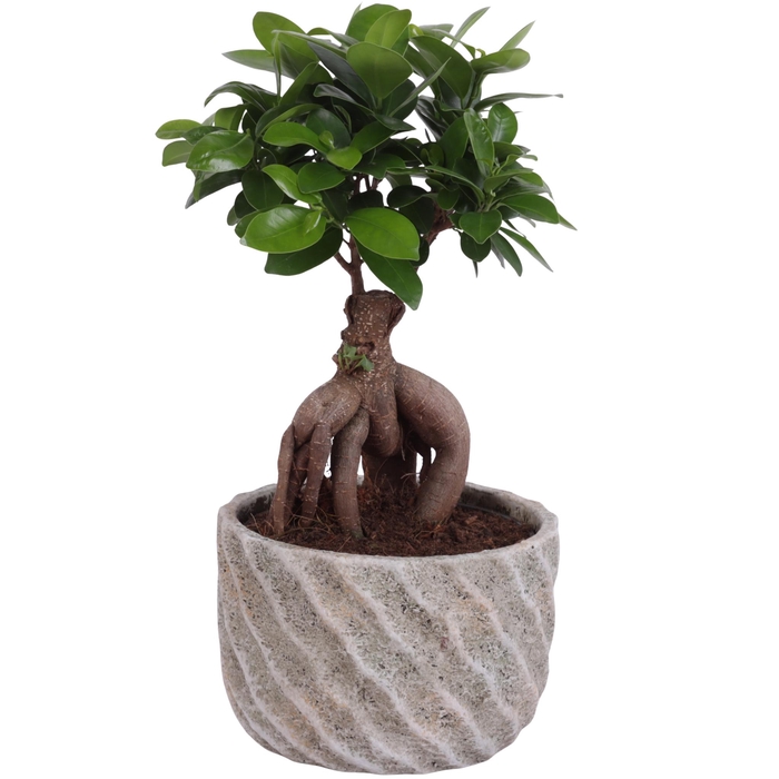 <h4>Ficus m. Ginseng Ball Shape Ø15cm in Ø17cm Ceramic NT668</h4>