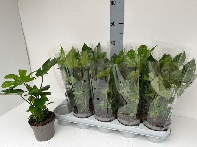 <h4>FATSIA OV</h4>