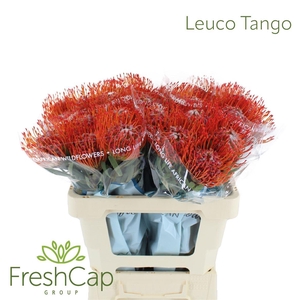 Leuco Tango