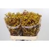 Anigozanthos Gold Fever