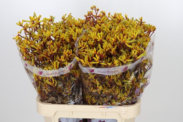 <h4>Anigozanthos Gold Fever</h4>