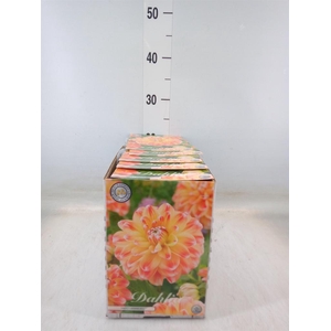 Dahlia   ...flowerbulbs