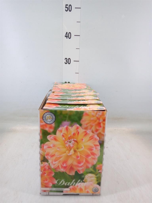 <h4>Dahlia   ...flowerbulbs</h4>