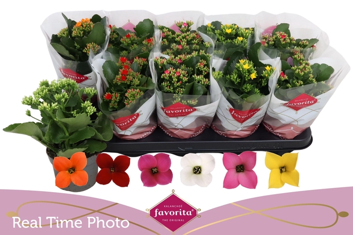 <h4>KAL EN GEM 6 KL</h4>