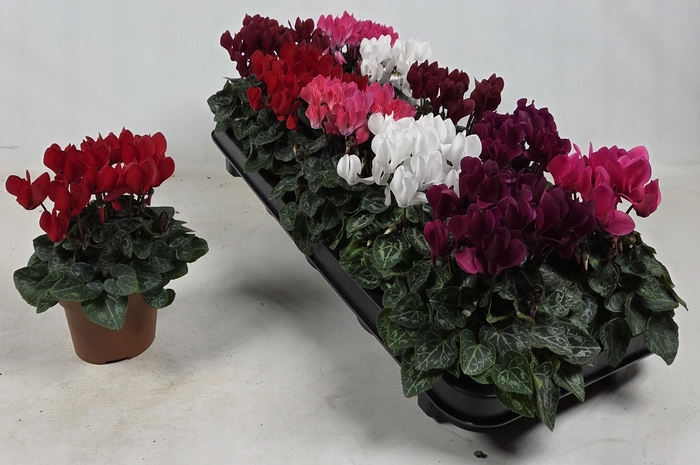 <h4>CYCL KL SUP CARINO</h4>