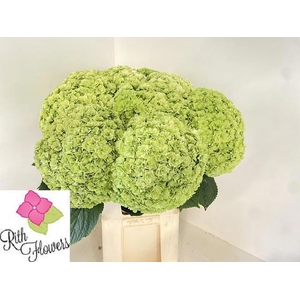 HYDR M ROY HIGHNE CL