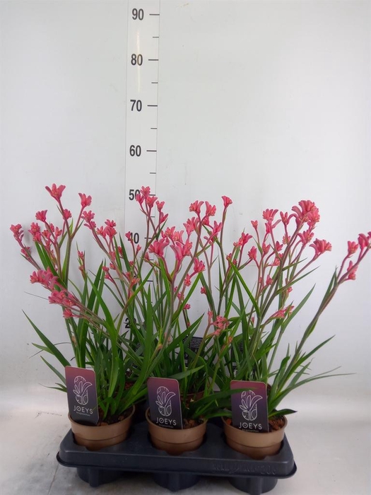 <h4>Anigozanthos   ...</h4>