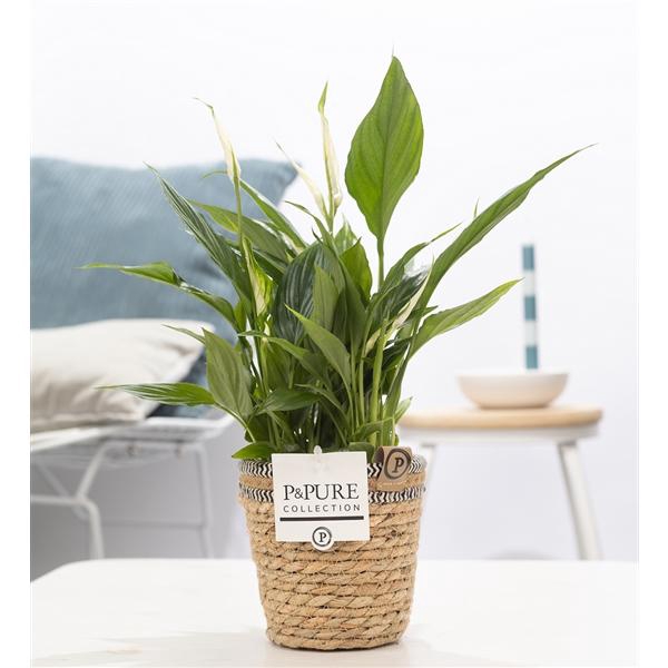 Spathiphyllum in P&PURE Basket 6