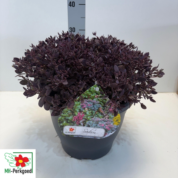 <h4>SEDUM CAUT LIDAKENSE</h4>
