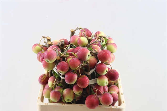 <h4>Malustak Rough Dark Red 60cm P Stem</h4>