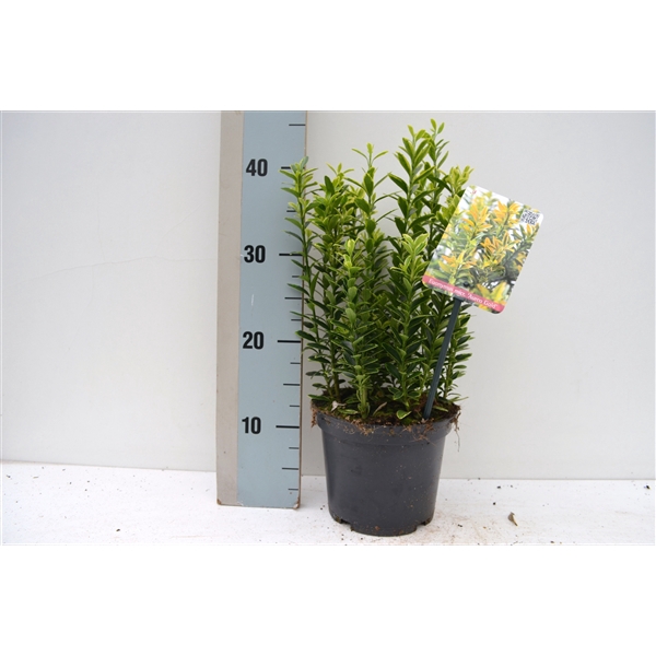<h4>Euonymus japonicus 'Microphyllus Aureovariegatus'</h4>
