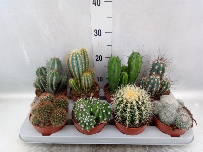 <h4>Cactus   ...mix</h4>