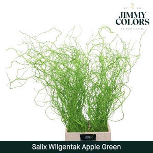 Salix Golden Curls Apple Green