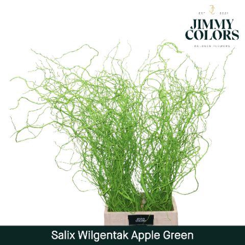 <h4>Salix Golden Curls Apple Green</h4>