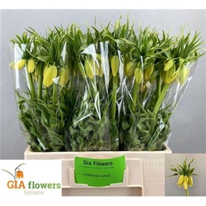 Fritillaria Lutea