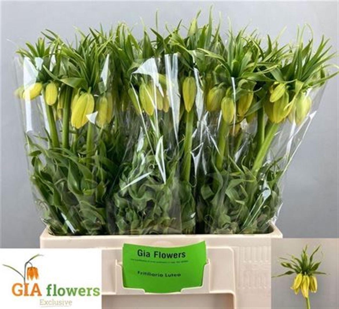 <h4>Fritillaria Lutea</h4>
