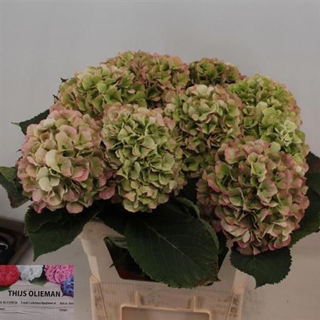 <h4>Hydr M Ch Verena Cl</h4>