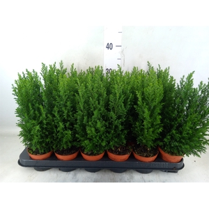 Chamaecyparis laws. 'Ellwoodii'