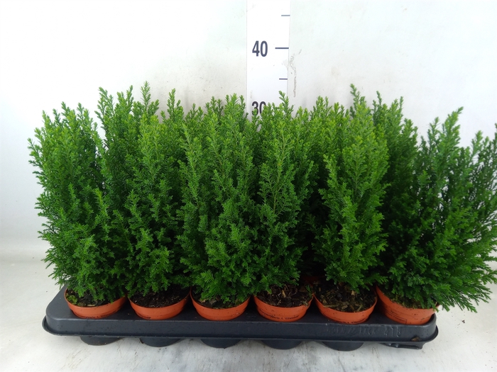 <h4>Chamaecyparis laws. 'Ellwoodii'</h4>