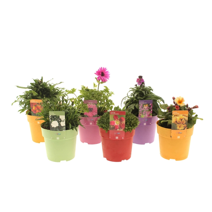 <h4>Vaste planten Mixlaag</h4>