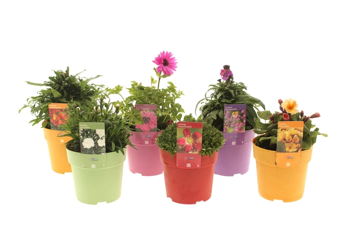 Vaste planten Mixlaag