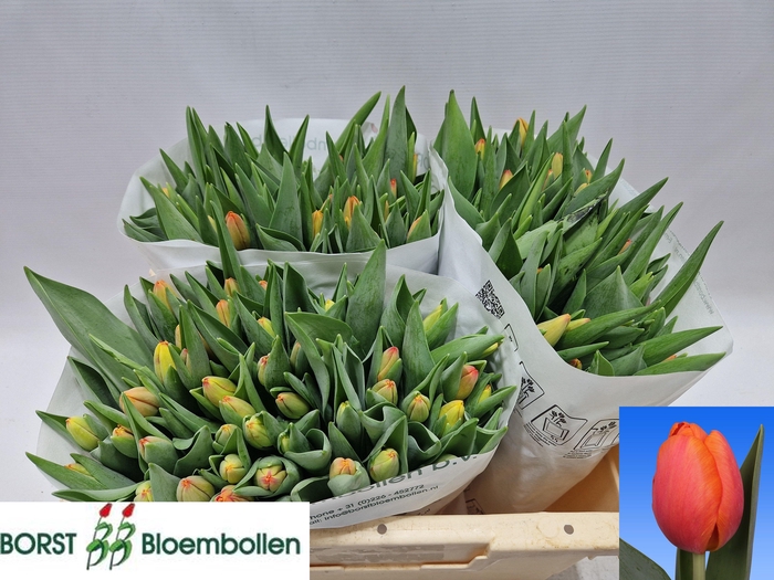 <h4>TU EN TIME OUT</h4>