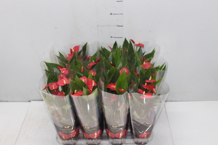 <h4>ANTHURIUM MINI MILLION FLOWERS P09</h4>