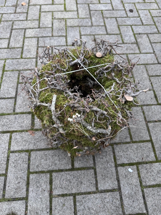 Krans Moos Bonsai 30 cm