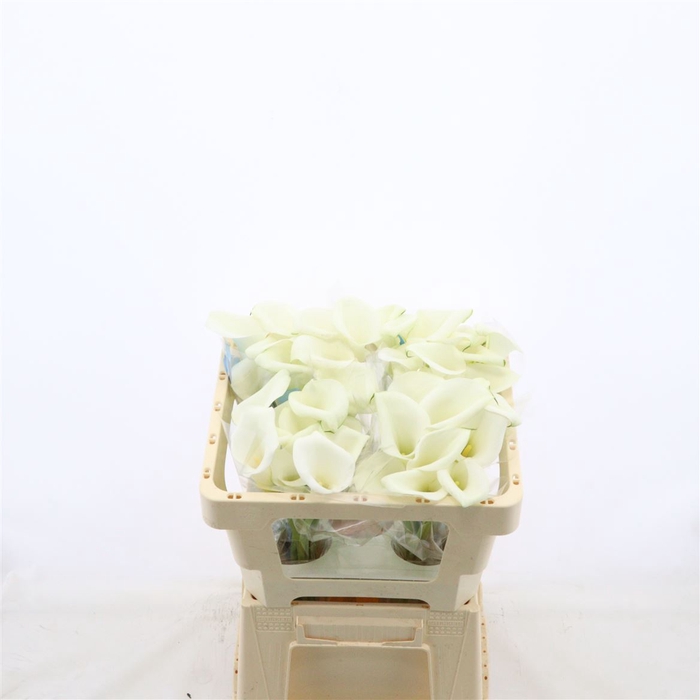 <h4>Calla White Art</h4>