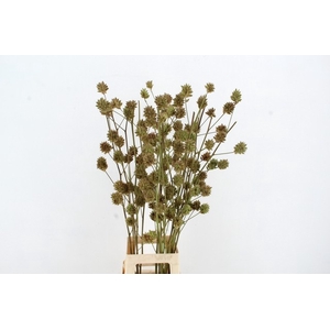 GLYCYRRH YUNNANEN ZD 100CM