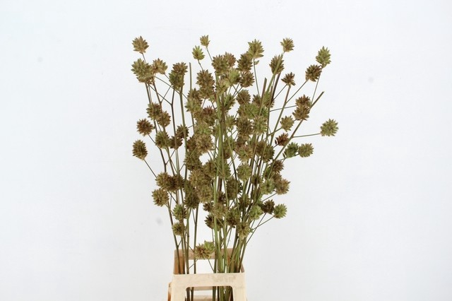 <h4>GLYCYRRH YUNNANEN ZD 100CM</h4>