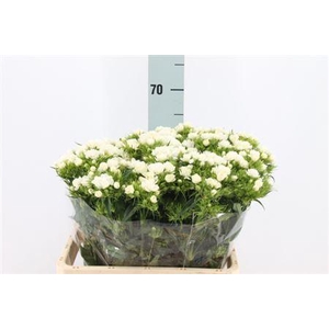 Di Barb Doblino White X50