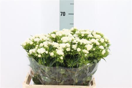 <h4>Di Barb Doblino White X50</h4>