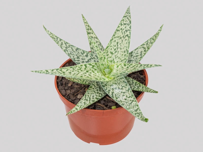 <h4>ALOE SNOWFLAKE P11</h4>