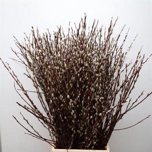Salix Wilgenkatjes N L