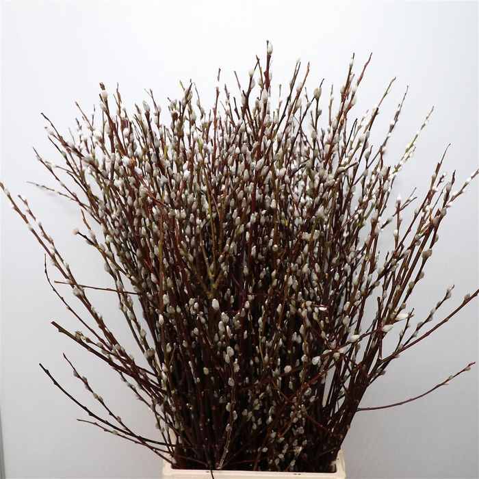 <h4>Salix Wilgenkatjes N L</h4>