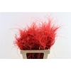 Dried Stypha Penata Red (10 Toef) Bunch