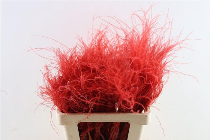 <h4>Dried Stypha Pennata Red(10 Toef) Bunch</h4>