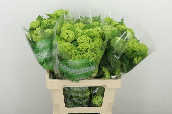 <h4>Viburnum Roseum St 4+</h4>