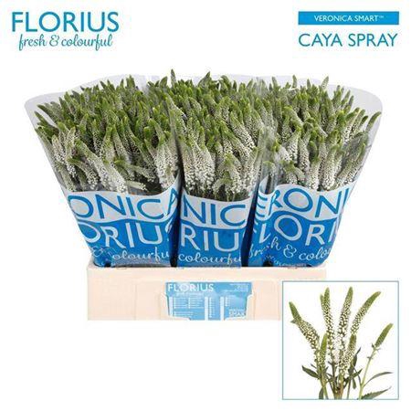 <h4>Veron Smart Caya Vertakt</h4>