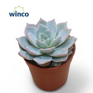 Echeveria Blue Star