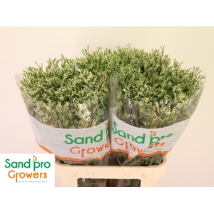 LIM SIN COOL DIAMOND