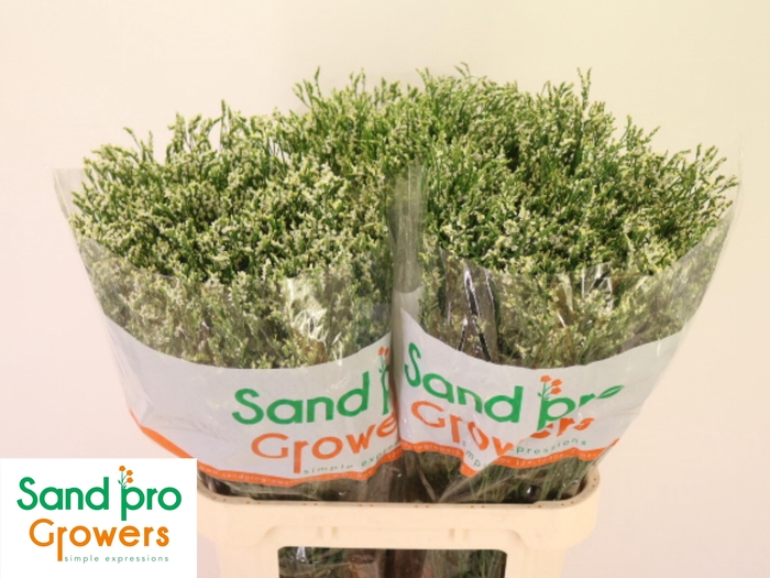 <h4>LIM SIN COOL DIAMOND</h4>