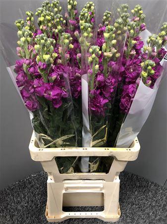 <h4>Matth Iron Rose</h4>