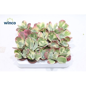 Kalanchoe Thyrsiflora Variegata