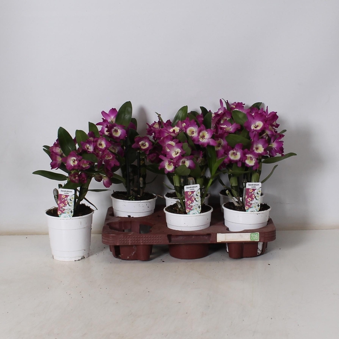 <h4>DEND NOBILE</h4>