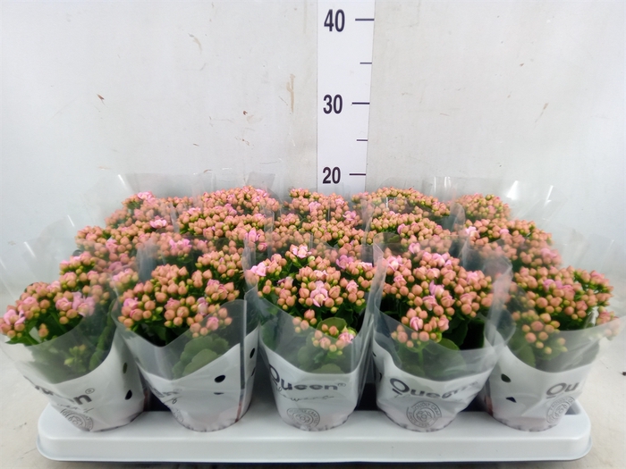 <h4>Kalanchoe  'MoreFlow Lillian'</h4>