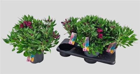 <h4>Alstroemeria Inti Da Purple</h4>